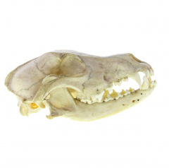  Crâne de chien.jpg
