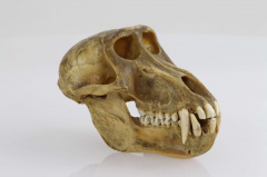 crâne de babouin.jpg