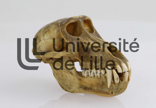 Crâne de babouin