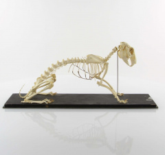 Squelette de lapin.jpg