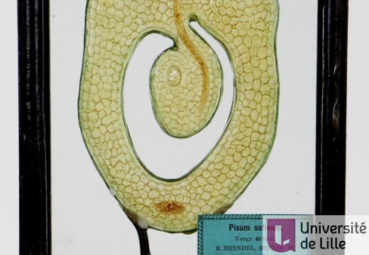 Modèle de petit pois, Pisum sativum 