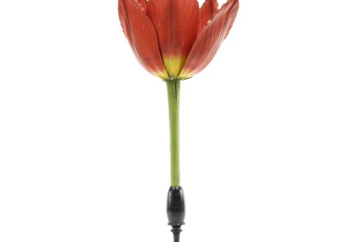 Modèle de tulipe, Tulipa gesneriana
