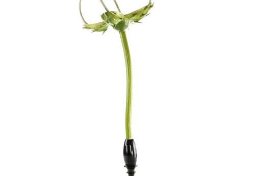 Modèle d'ortie dioïque, fleur mâle, Urtica dioica