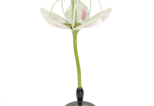 Modèle de fleur de sarrasin, Fagopyrum esculentum