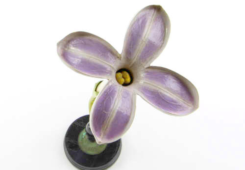 Modèle de lilas, Syringa vulgaris