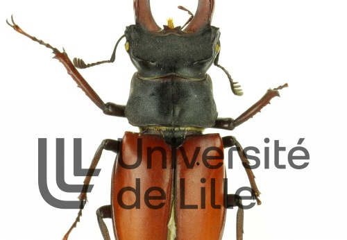 Lucane (mâle), Lucanus cervus
