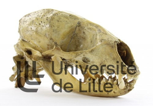 Crâne de phoque