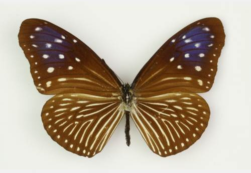 Euploea midamus, femelle