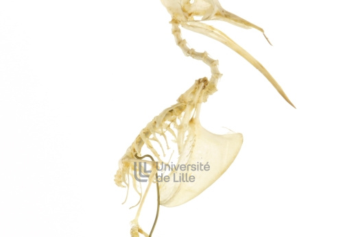 Squelette de colibri