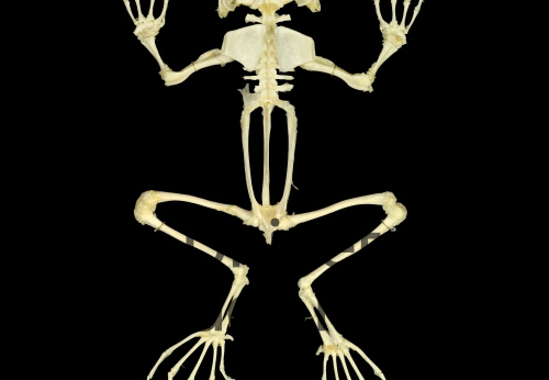 Squelette de grenouille taureau