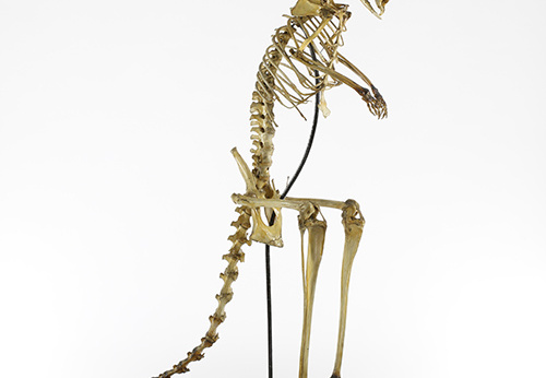 Squelette de kangourou