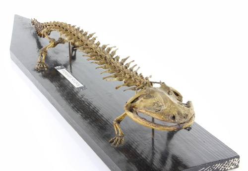 Squelette de salamandre géante, Andrias japonicus