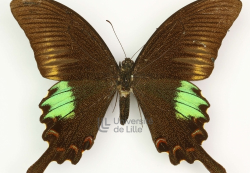 Papilio polycor