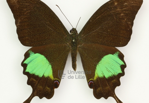 Papilio arjura