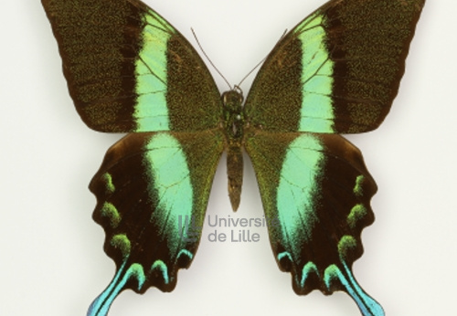 Papilio celebes blumei