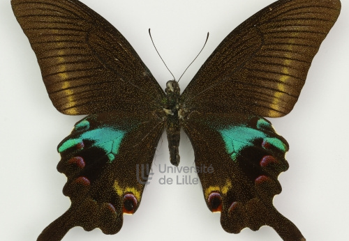Papilio polyctor, Bsd_I-A_38