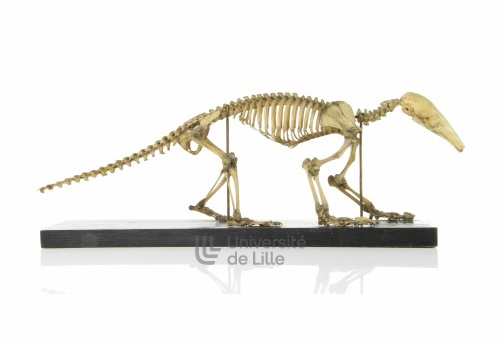 Squelette de fourmilier, Tamandua tetradactyla 