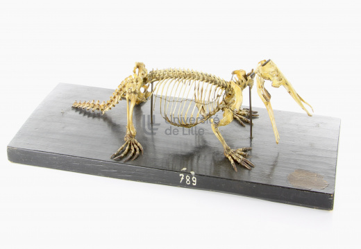 Squelette d'ornithorynque