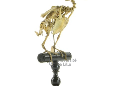 Squelette de perroquet, Ara ararauna