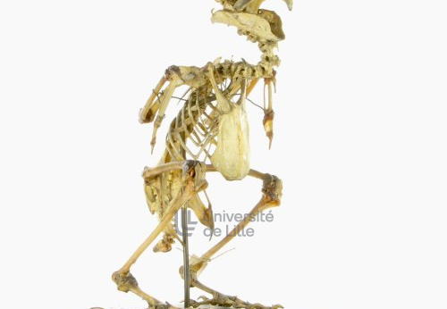 Squelette de perroquet Strigops kakapo, Strigops habroptila