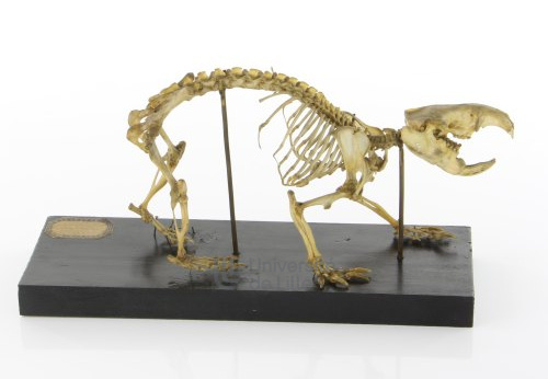 Squelette de fouisseur du Cap, Bathyergus suillus