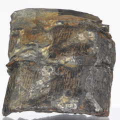 Fossile828.jpg