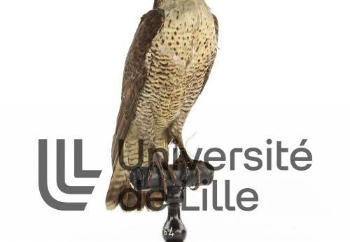 Faucon pèlerin, Falco peregrinus 