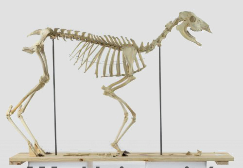 Squelette de chevreuil