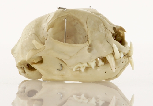 Crâne de chat (vue de face)