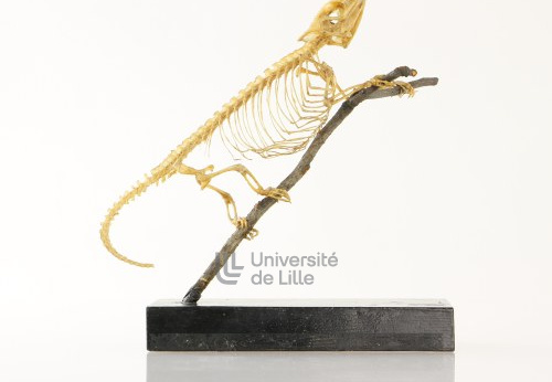 Squelette de caméléon, Chamaeleonidae