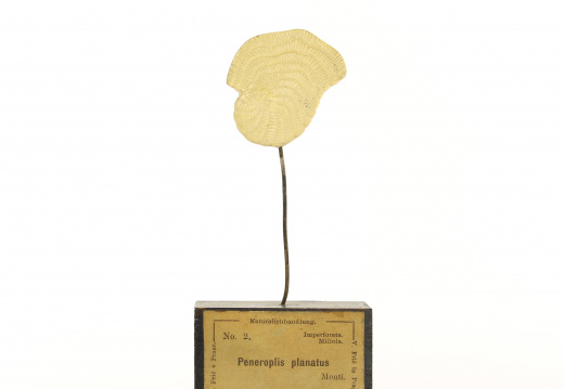 Modèle n°02, série 1308, Peneroplis planatus