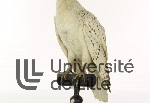Faucon Gerfaut, Falco rusticolus