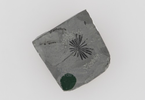 Fossile, USTL n° 1355, n°474, Griesborn
