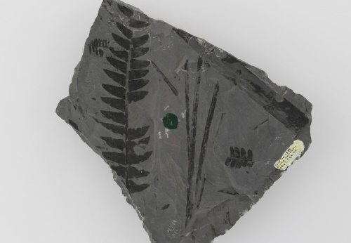 Fossile, USTL n°2115, siège Victoria veine Beust-Heinrich