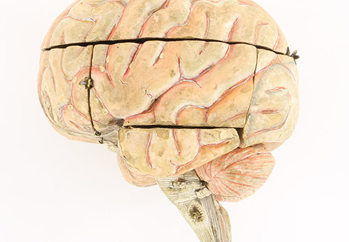 Modèle de cerveau humain