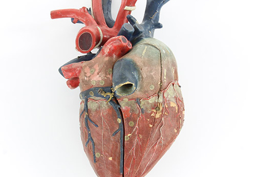 Modèle de cœur humain
