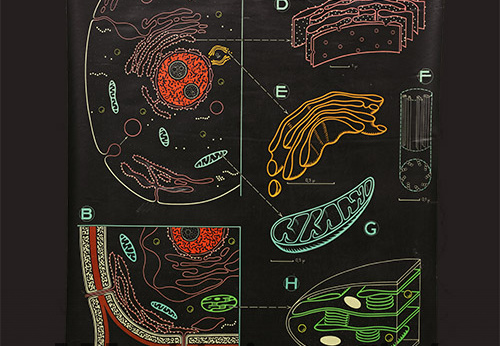 Planche pédagogique de l'anatomie de la cellule
