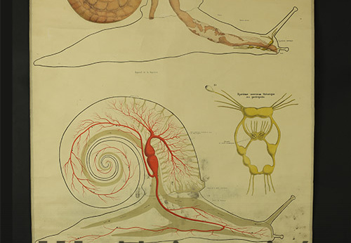 Anatomie sommaire de l'escargot