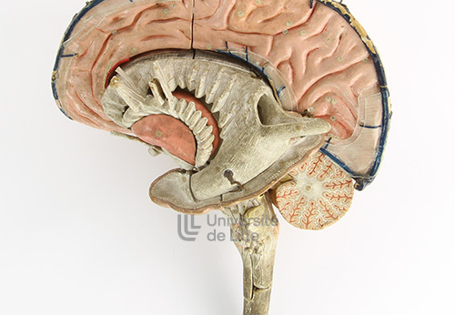 Modèle de cerveau humain