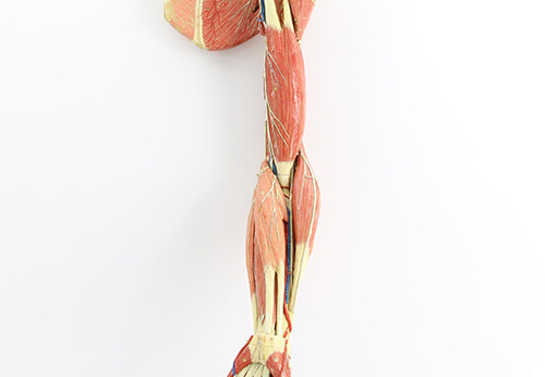 Modèle du bras de l'écorché humain