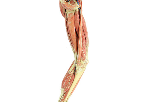 Modèle de la jambe de l'écorché humain