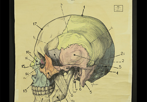 Planche pédagogique de tête osseuse, face latérale gauche
