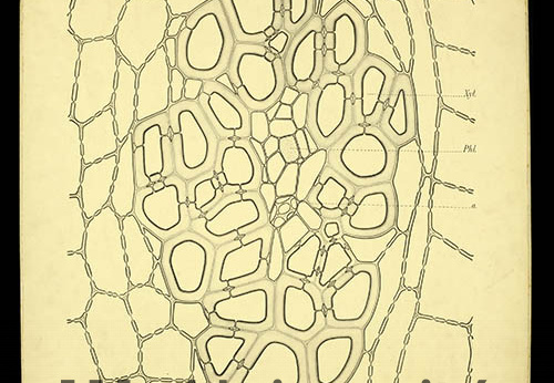 Pl.80, Coupe transversale à travers un faisceau vasculaire secondaire d'une tige de Dracaena Draco L.
