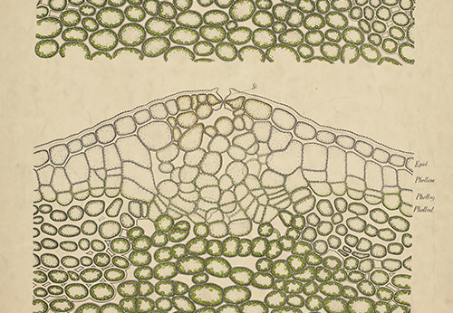 Pl.61, Développement des lenticelles sur les pousses de lilas (Syringa vulgaris L., Oléacées)  (1/2)