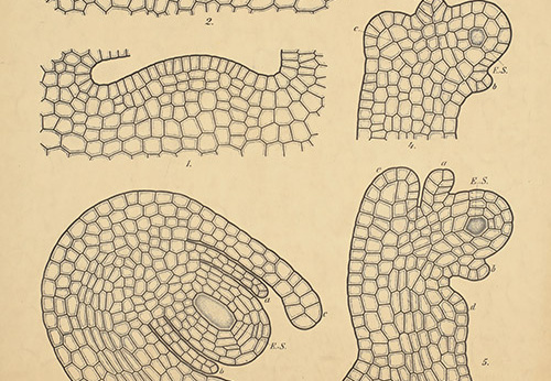 Pl.19, Développement de l’ovule de l’onagre bisannuelle (Oenothera biennis L.)