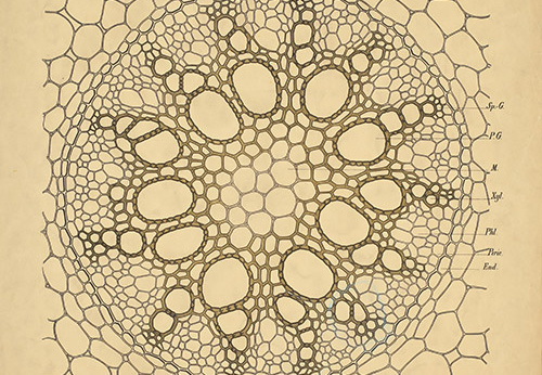 Pl.54, Coupe transversale du cylindre central de la racine d'asperge (Asparagus officinalis L.)
