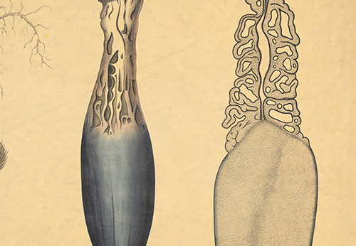 Pl.41, Développement de l’ergot du seigle, Claviceps purpurea Fries