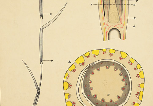 Pl.23, Anatomie de la tige de seigle (Secale cereale L., Poaceae)