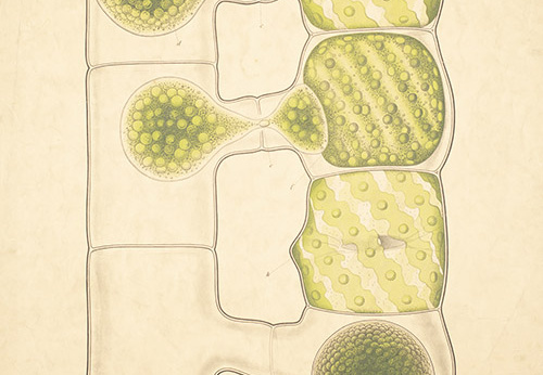 Pl.4, Reproduction sexuée chez une espèce de spirogyre (Spirogyra, Zygnemataceae)