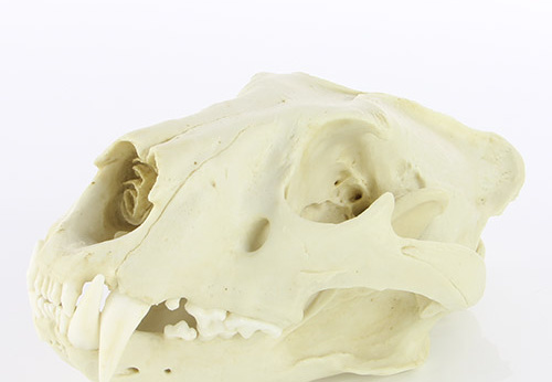 Réplique du crâne de lion africain mâle